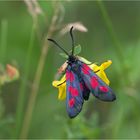 Hornklee-Widderchen (Zygaena lonicerae) oder Fünffleckwidderchen (Zygaena viciae)