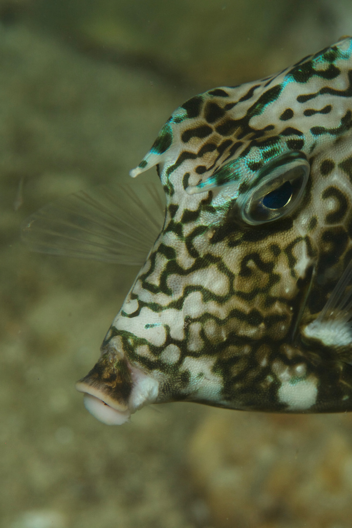 Hornkofferfisch  -  Lactophrys quadricornis  -  Scrawled Cowfish