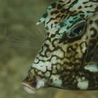 Hornkofferfisch  -  Lactophrys quadricornis  -  Scrawled Cowfish