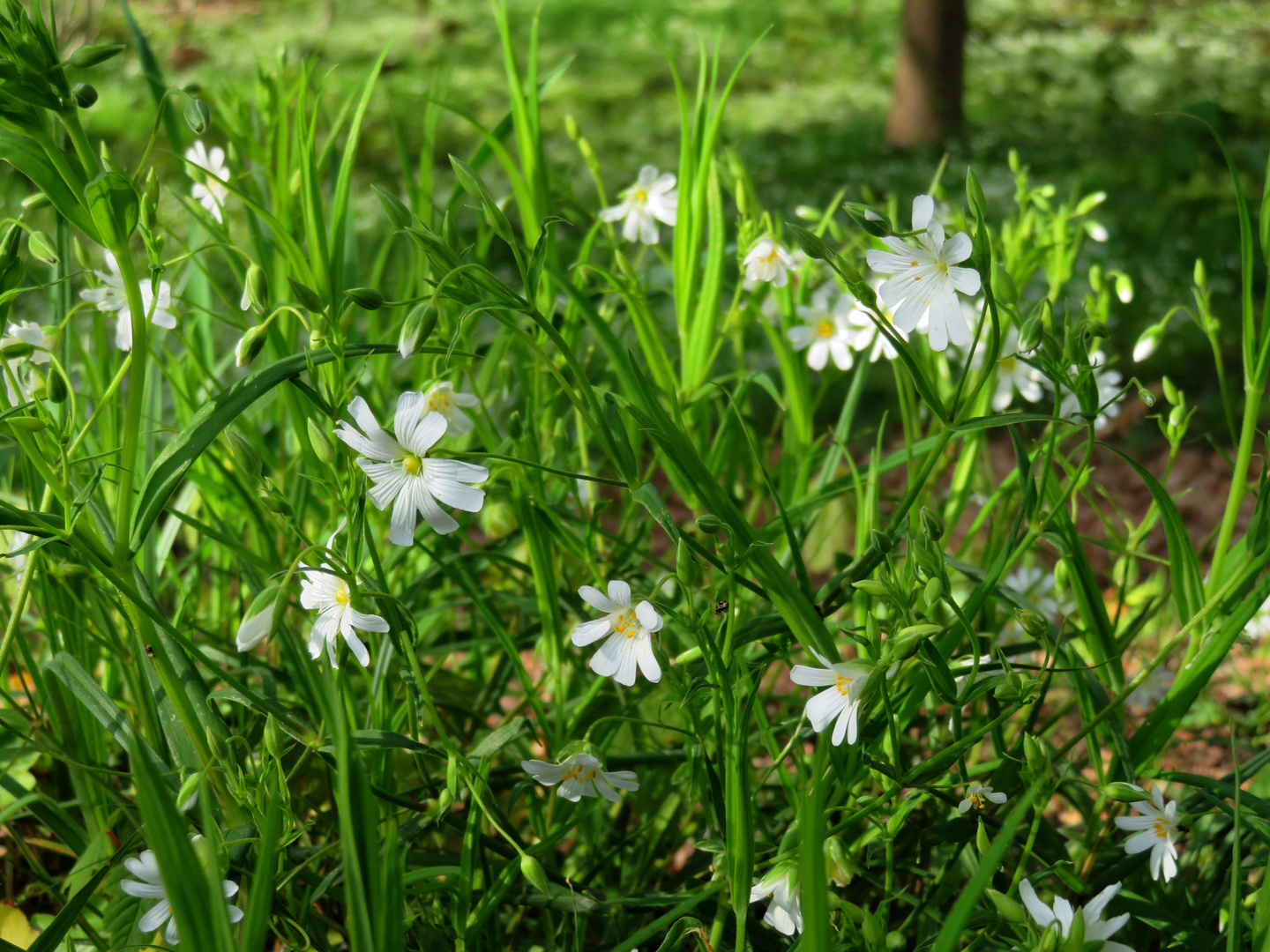 Hornkraut Foto & Bild | outdoor, bäume, baum Bilder auf ...