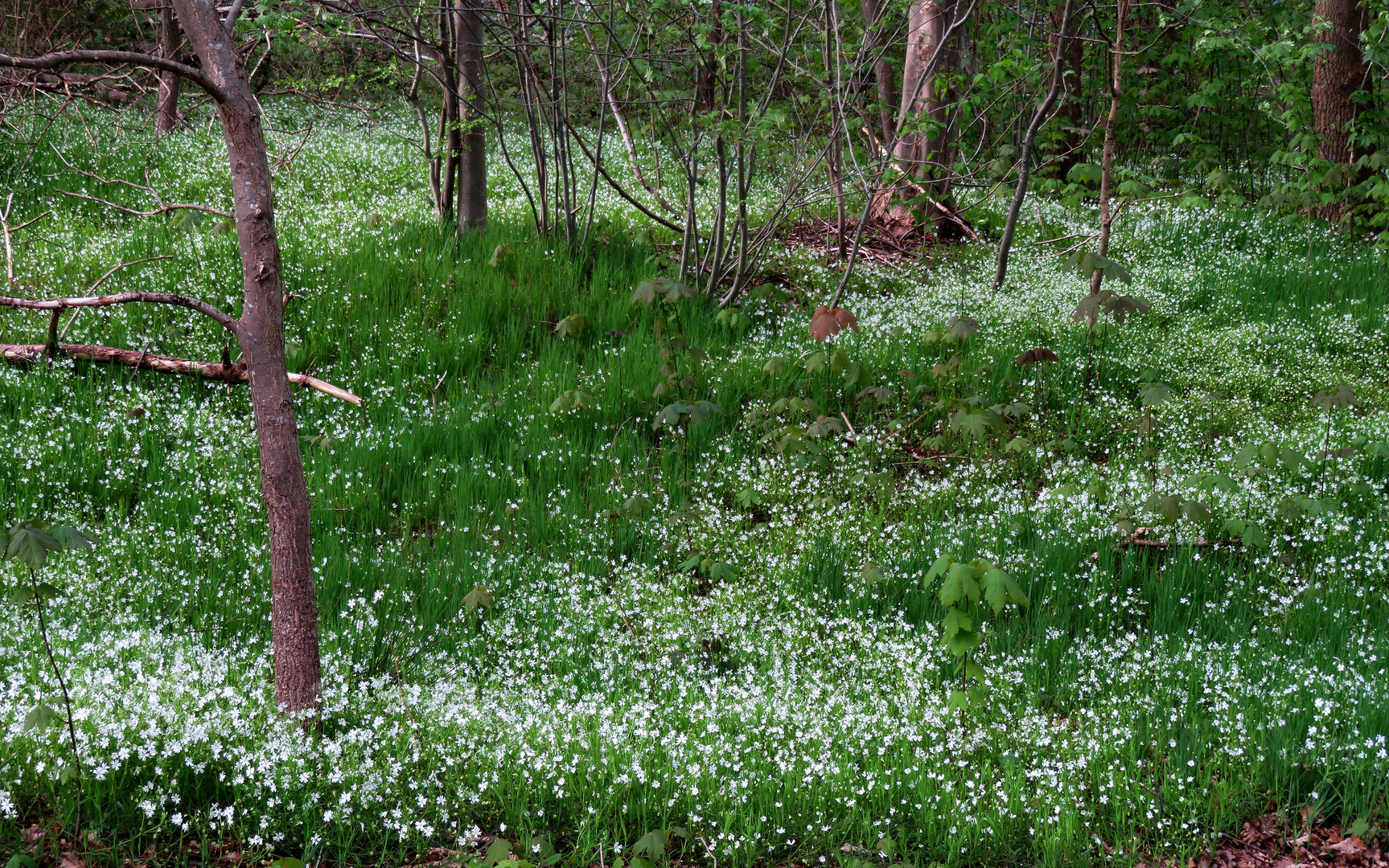  Hornkraut im Zentrum - Wald .....