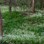  Hornkraut im Zentrum - Wald .....