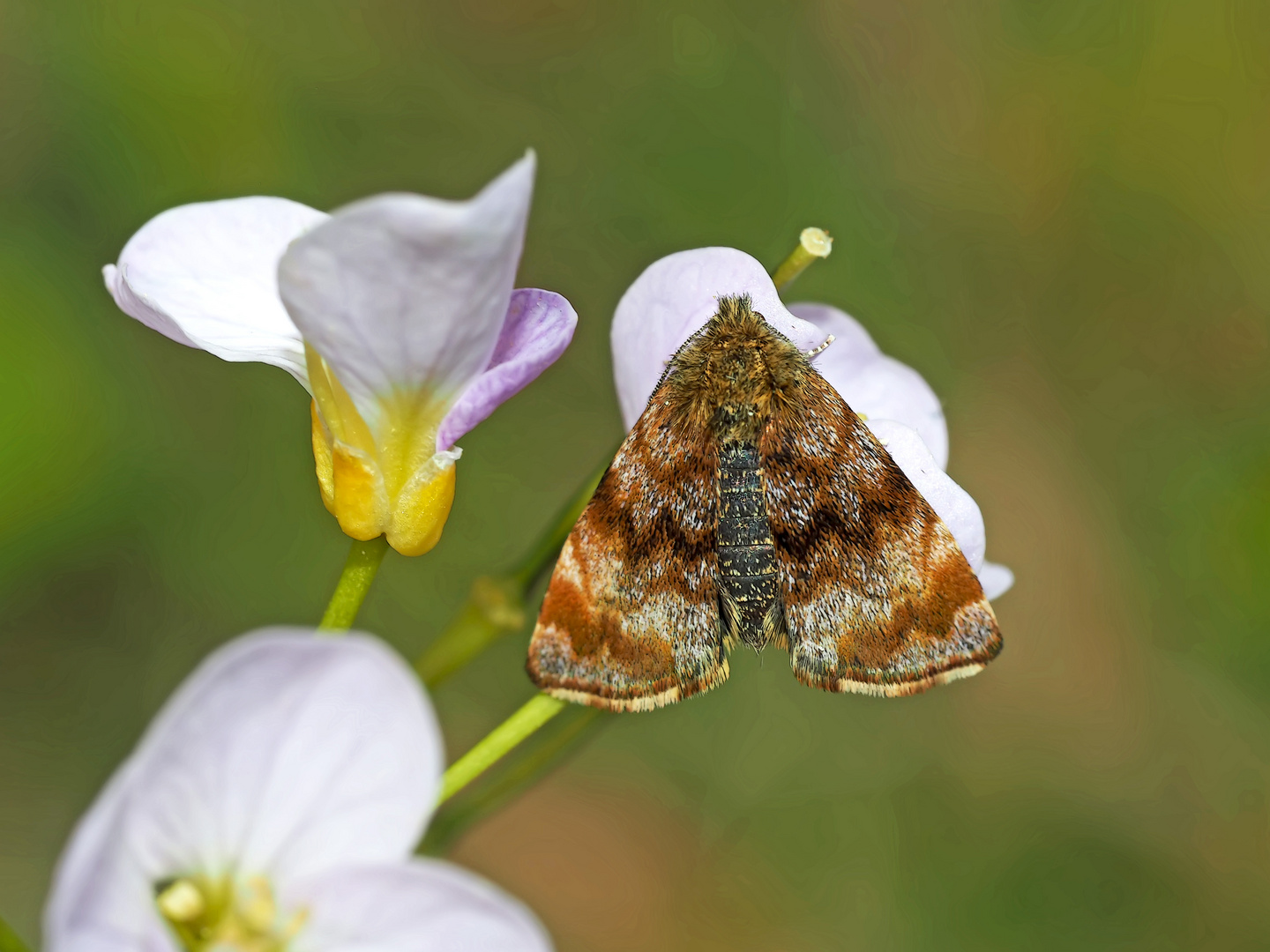 Hornkraut-Tageulchen, auch Hornkraut-Sonneneulchen (Panemeria tenebrata) genannt.