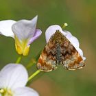 Hornkraut-Tageulchen, auch Hornkraut-Sonneneulchen (Panemeria tenebrata) genannt.