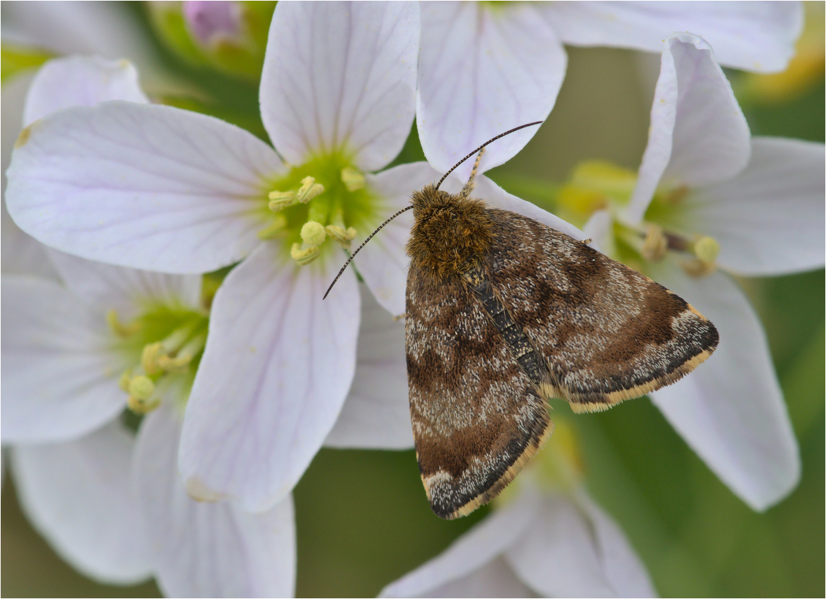 Hornkraut-Tageulchen (Panemeria tenebrata)