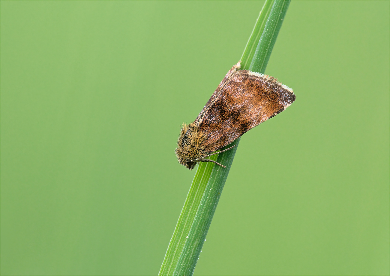 Hornkraut-Tageulchen (Panemeria tenebrata)