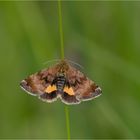 Hornkraut-Tageulchen (Panemeria tenebrata)