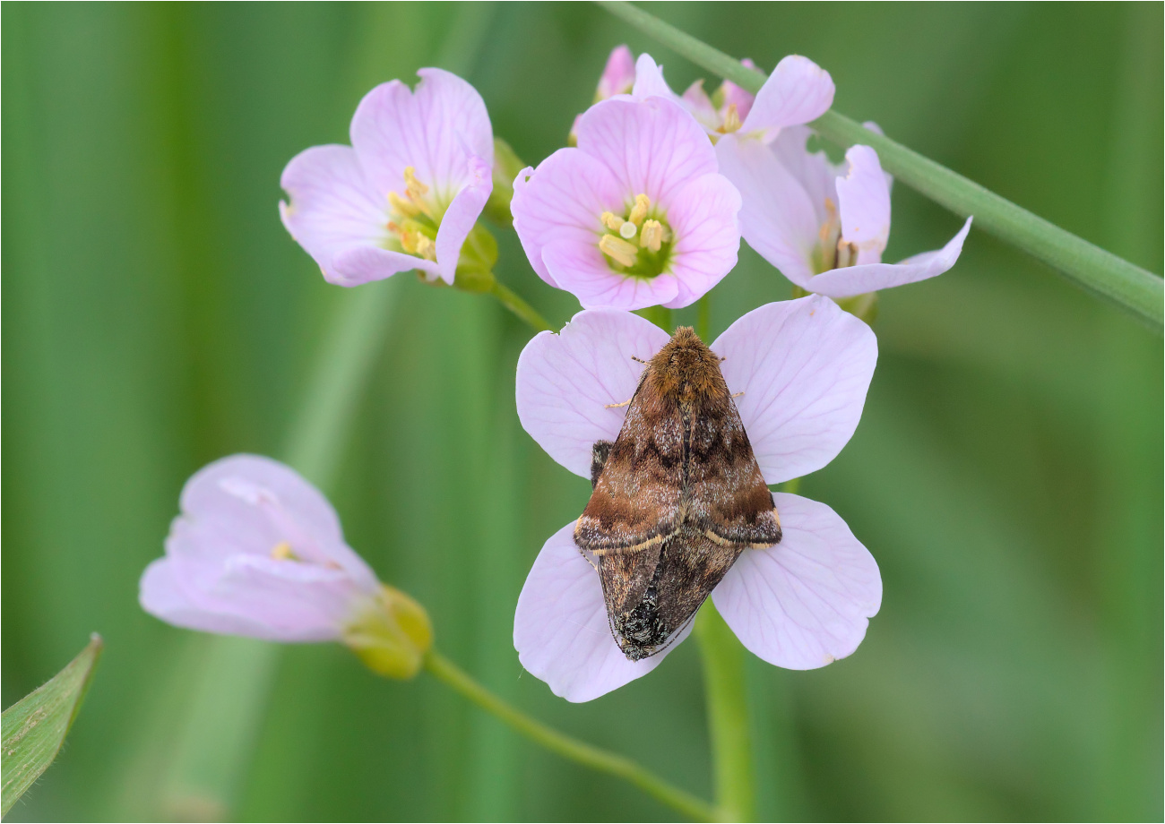 Hornkraut-Tageulchen (Panemeria tenebrata), Kopula