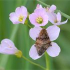 Hornkraut-Tageulchen (Panemeria tenebrata), Kopula