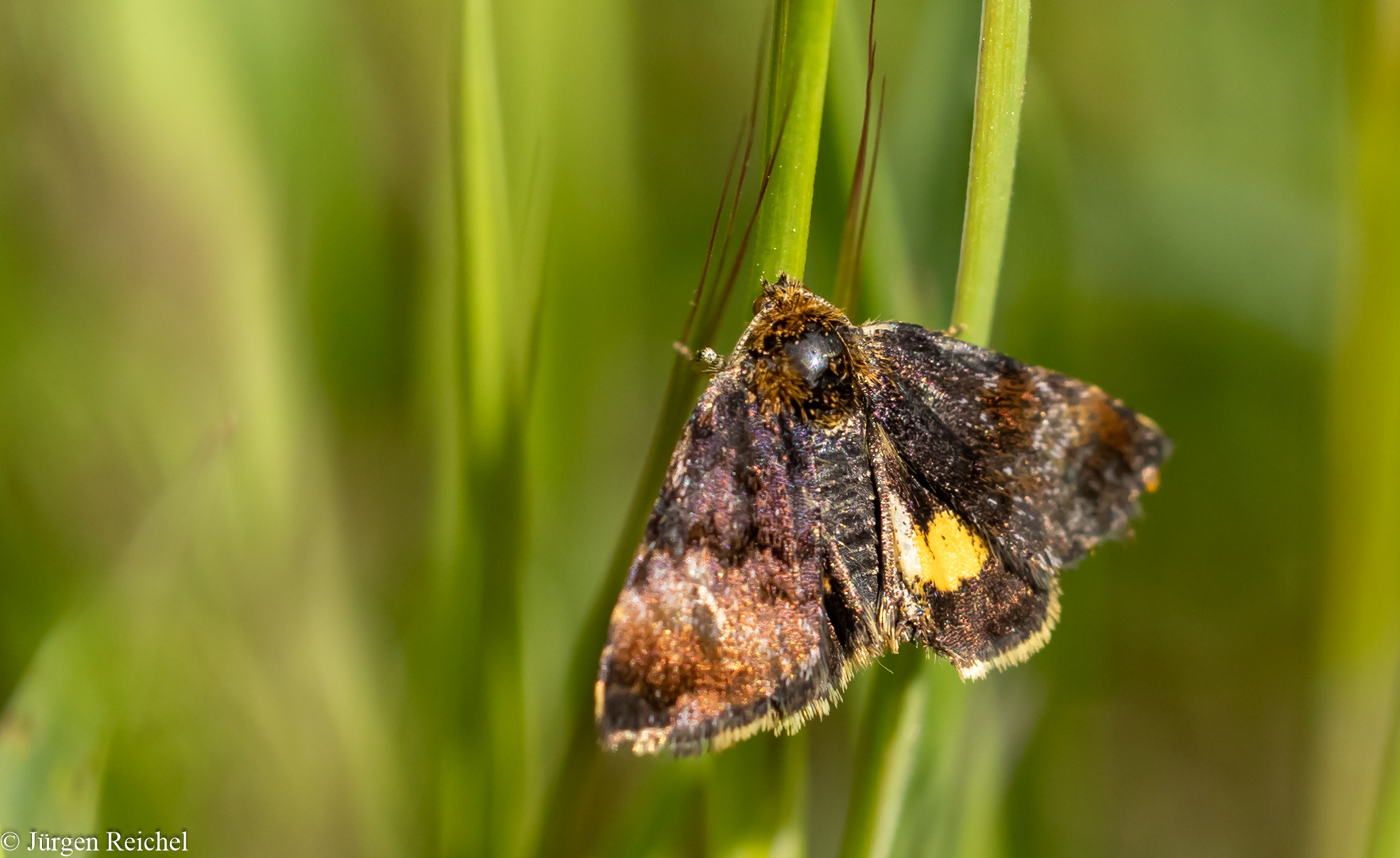 Hornkraut-Tageulchen ( Panemeria terebrata ) 