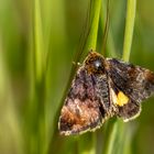 Hornkraut-Tageulchen ( Panemeria terebrata ) 