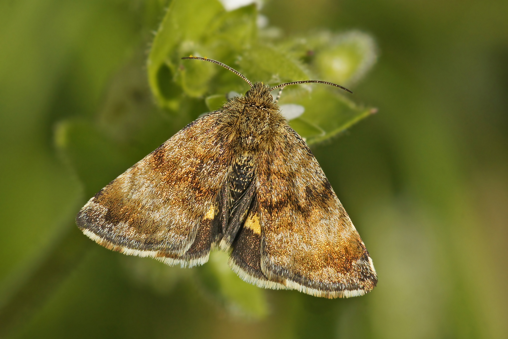 Hornkraut-Tageulchen (Penemeria tenebrata)