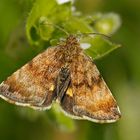 Hornkraut-Tageulchen (Penemeria tenebrata)