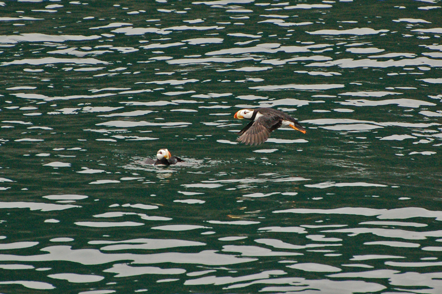 Hornlund - Horned Puffin (Fratercula corniculata)