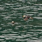 Hornlund - Horned Puffin (Fratercula corniculata)