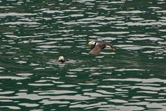 Hornlund - Horned Puffin (Fratercula corniculata)