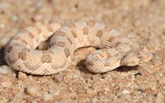 Hornnatter in der Wüste bei Swakopmund