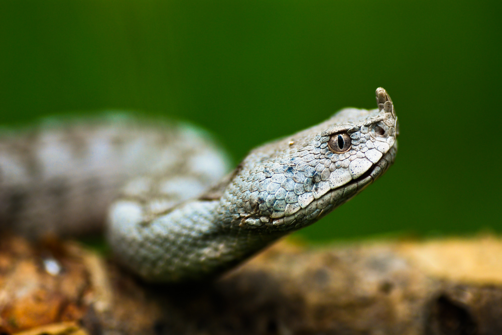 Hornnatter, Vipera amodytes