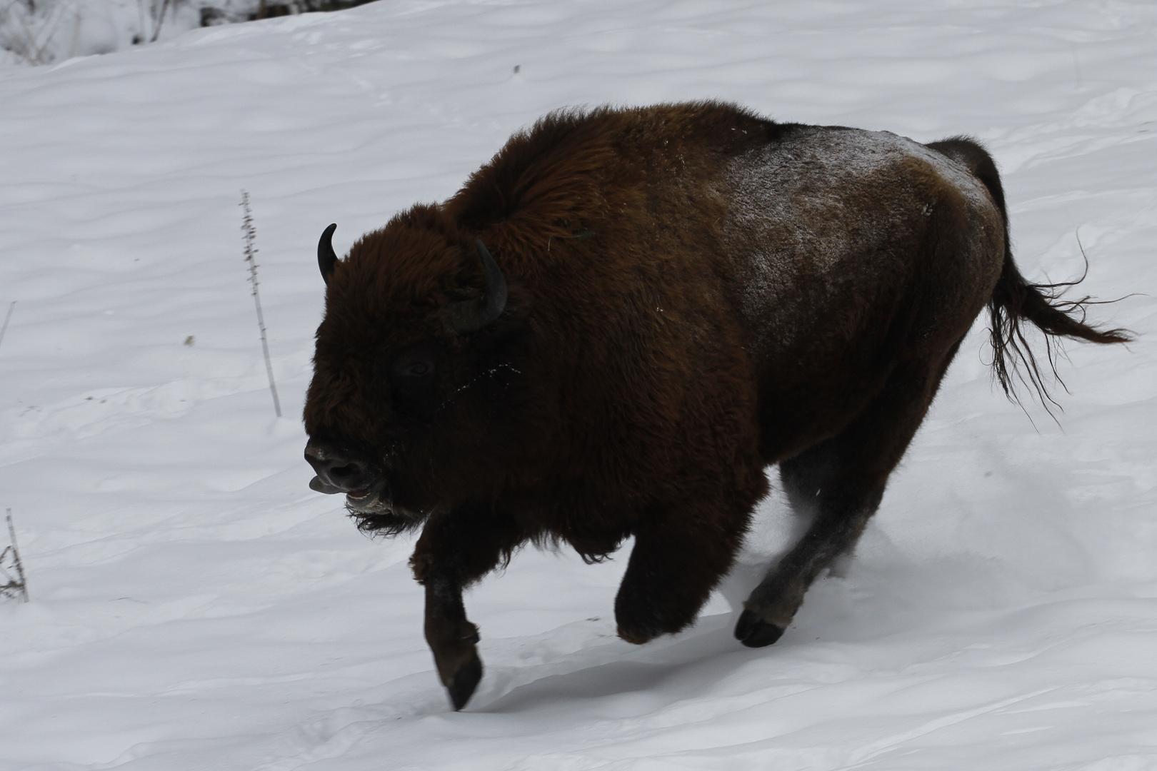 Horno im Galopp