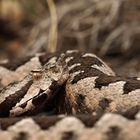 Hornotter in Bulgarien (Vipera ammodytes ammodytes)