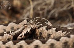 Hornotter in Bulgarien (Vipera ammodytes ammodytes)