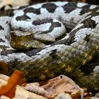 Hornotter - Männchen aus einer Population in Norditalien (Rhinaspis ammodytes var. ruffoi)