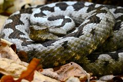 Hornotter - Männchen aus einer Population in Norditalien (Rhinaspis ammodytes var. ruffoi)