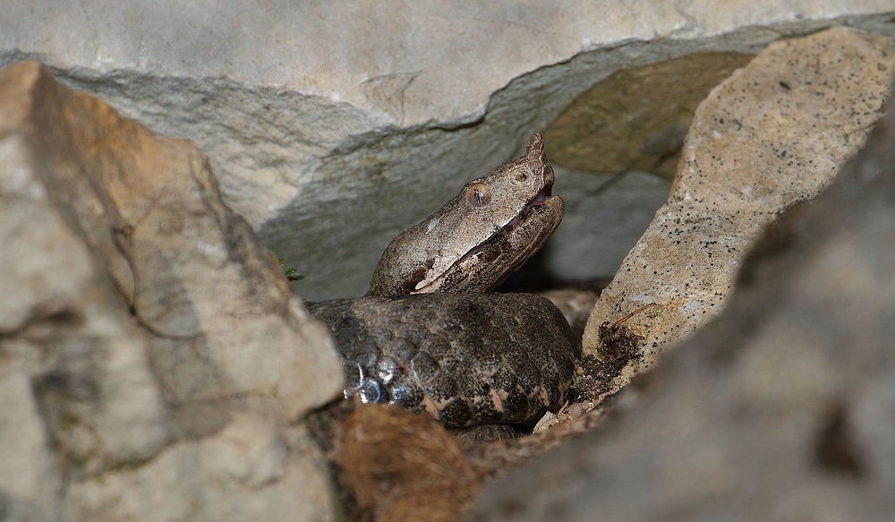 Hornotter Versteck (+ Tier Info)