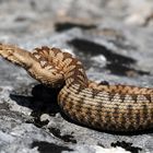 Hornotter ( Vipera ammodytes )_3