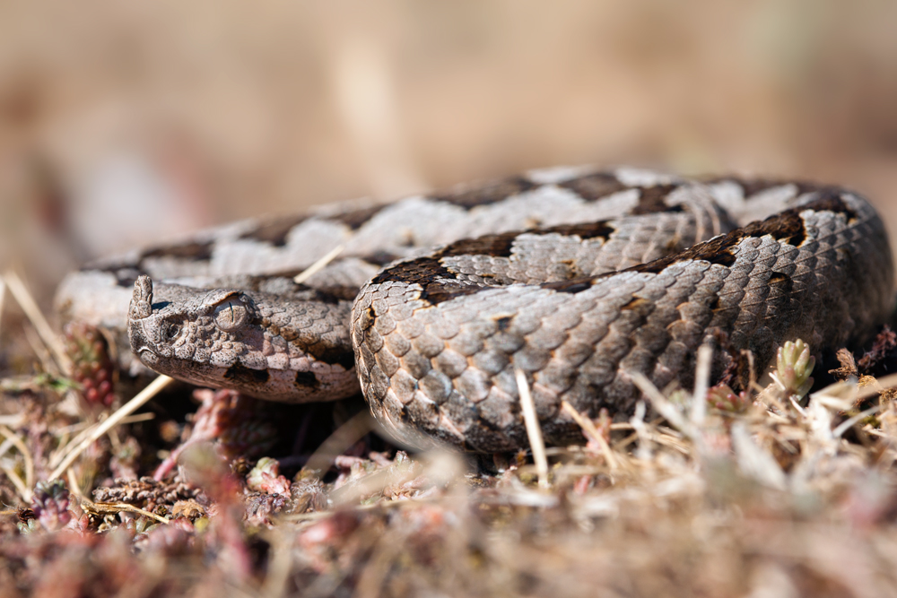 Hornotter ( Vipera ammodytes )