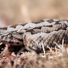 Hornotter ( Vipera ammodytes )