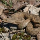 Hornotter (Vipera ammodytes ammodytes)