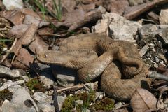 Hornotter (Vipera ammodytes ammodytes)