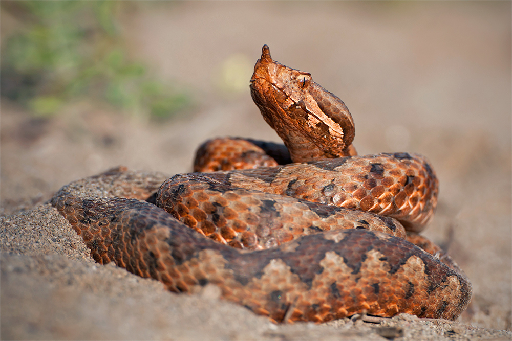 Hornotter (Vipera ammodytes)