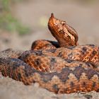 Hornotter (Vipera ammodytes)