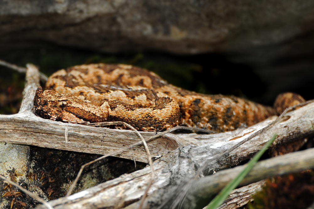 Hornotter ( Vipera ammodytes )