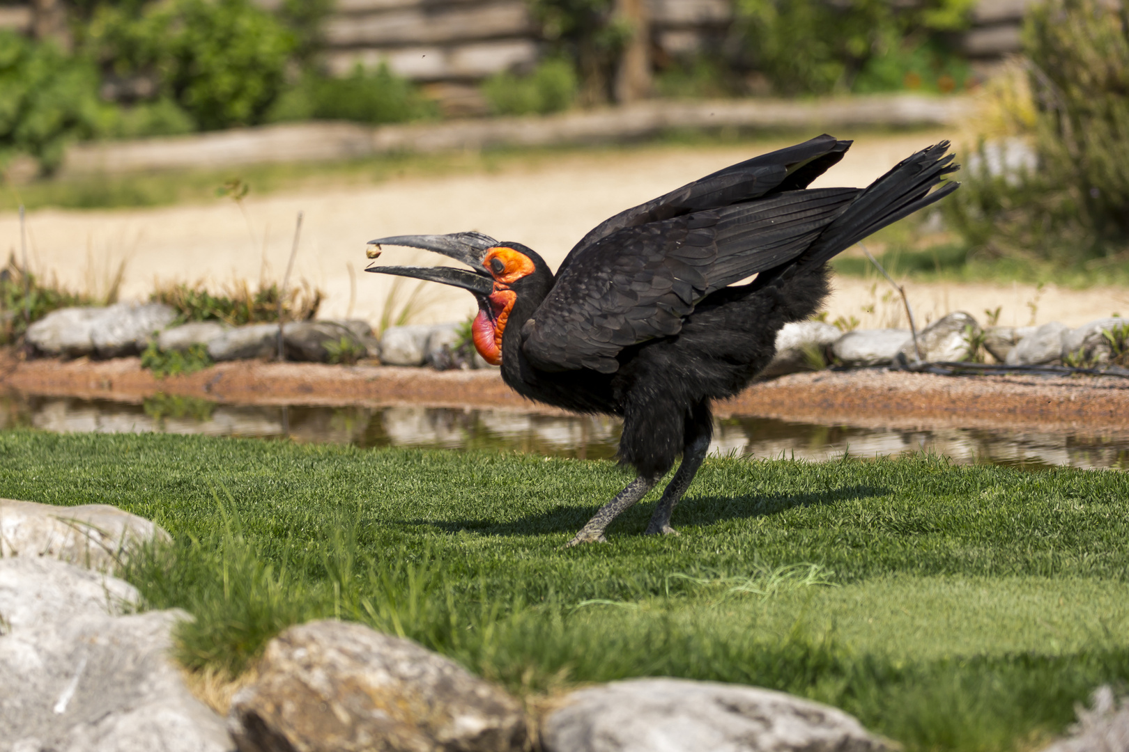 Hornrabe beim Futtern 