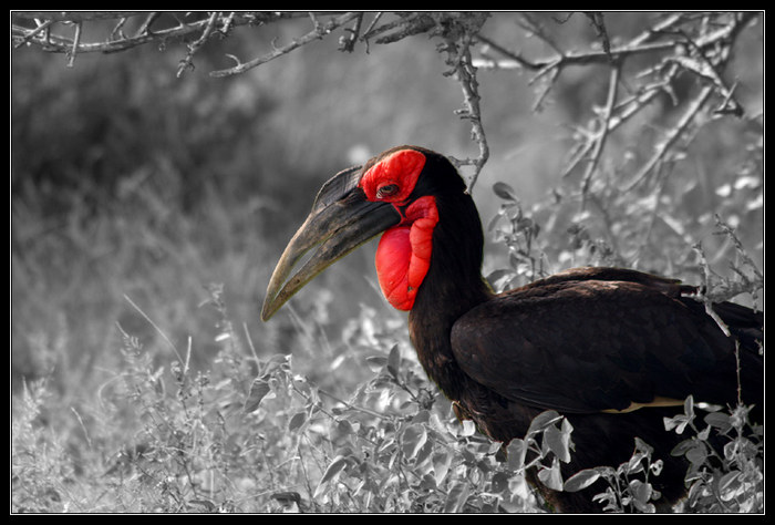 Hornrabe (Bucorvus caver)