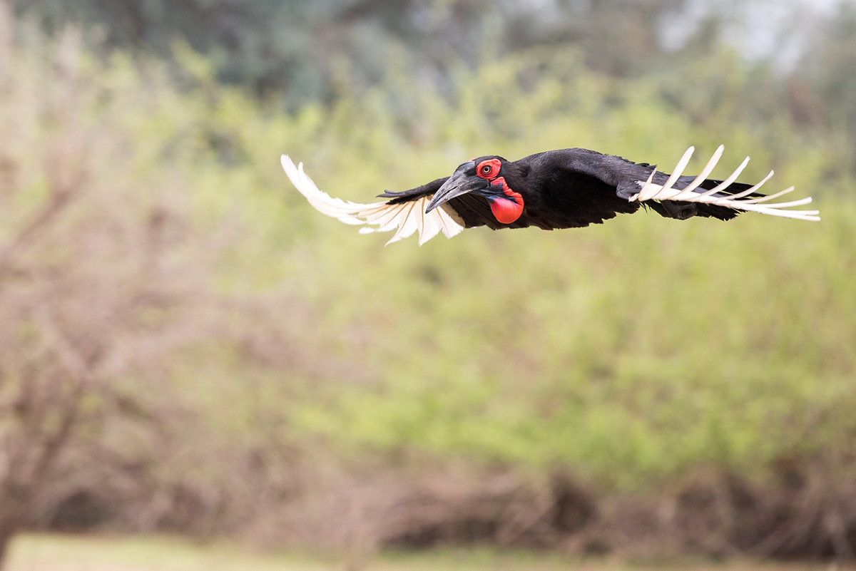 Hornrabe im Flug