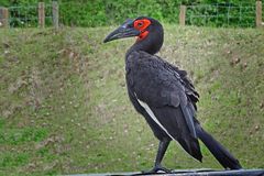 Hornrabe im Neuwieder Zoo