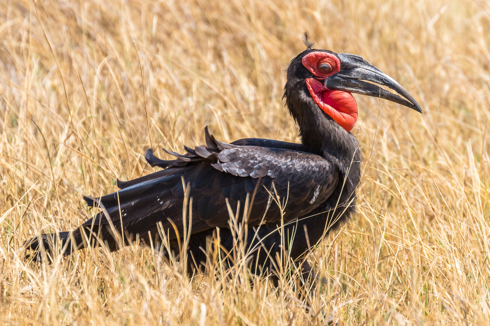 Hornrabe, Southern Ground Hornbill