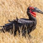 Hornrabe, Southern Ground Hornbill