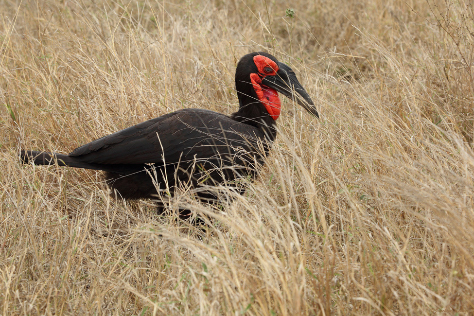 Hornrabe - Southern Ground Hornbill