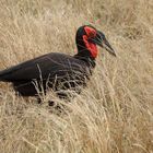 Hornrabe - Southern Ground Hornbill