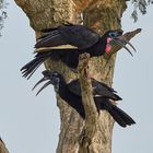 Hornraben im Schlafbaum