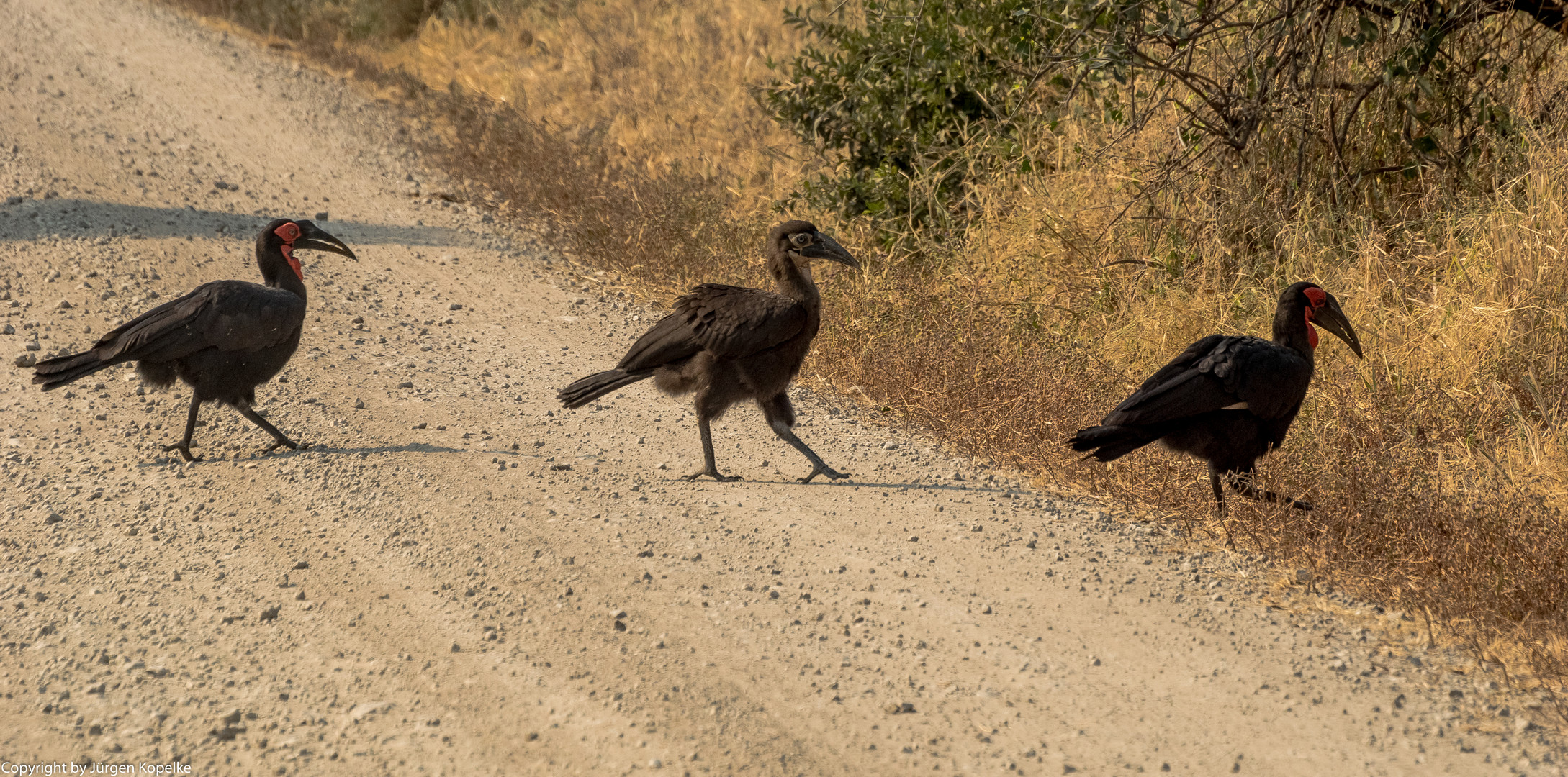 Hornraben mit Jungvogel im Tarangire