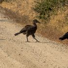 Hornraben mit Jungvogel im Tarangire