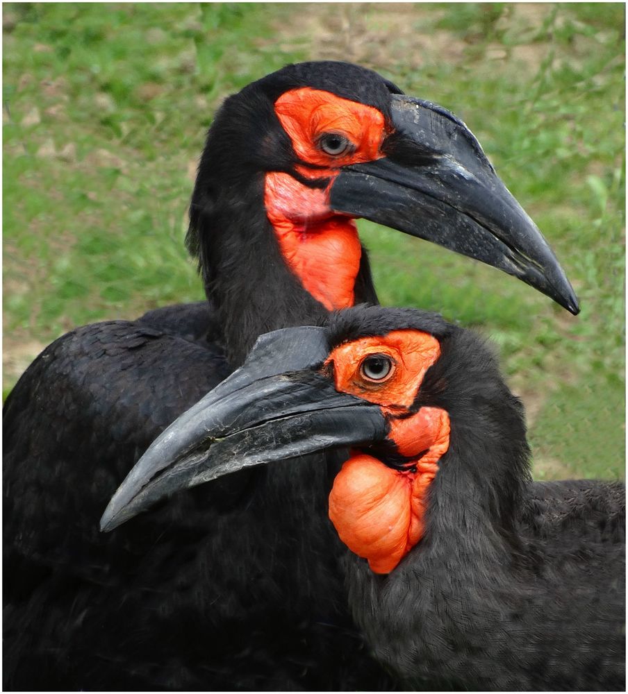 Hornraben (Zoo Neuwied)