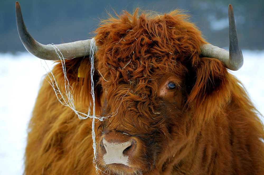 Hornschmuck eines Galloways 