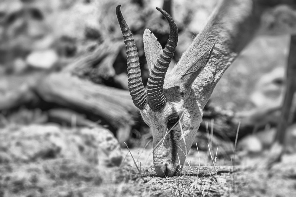 Horntraeger (Bovidae)